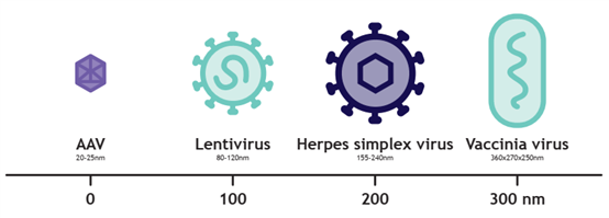 基于新型納米纖維的LentiHERO在LVV和HSV純化工藝中的應用